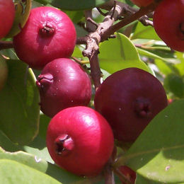 Psidium cattleianum